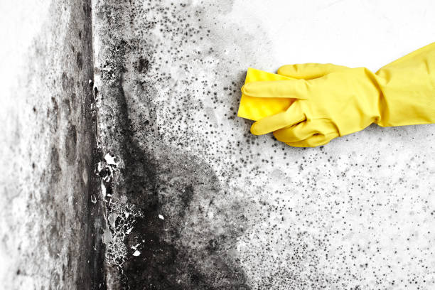 Best Basement Mold Remediation in Grandy, NC
