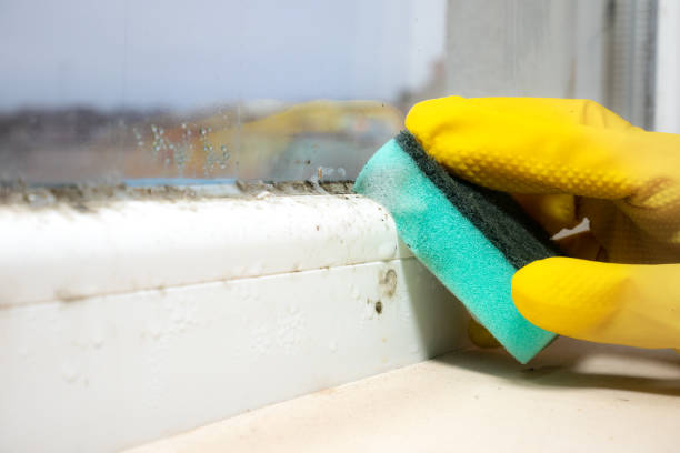 Best DIY Mold Remediation Support Services in Grandy, NC