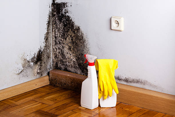 Best Attic Mold Remediation in Grandy, NC