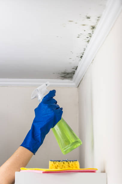 Best Bathroom Mold Remediation in Grandy, NC